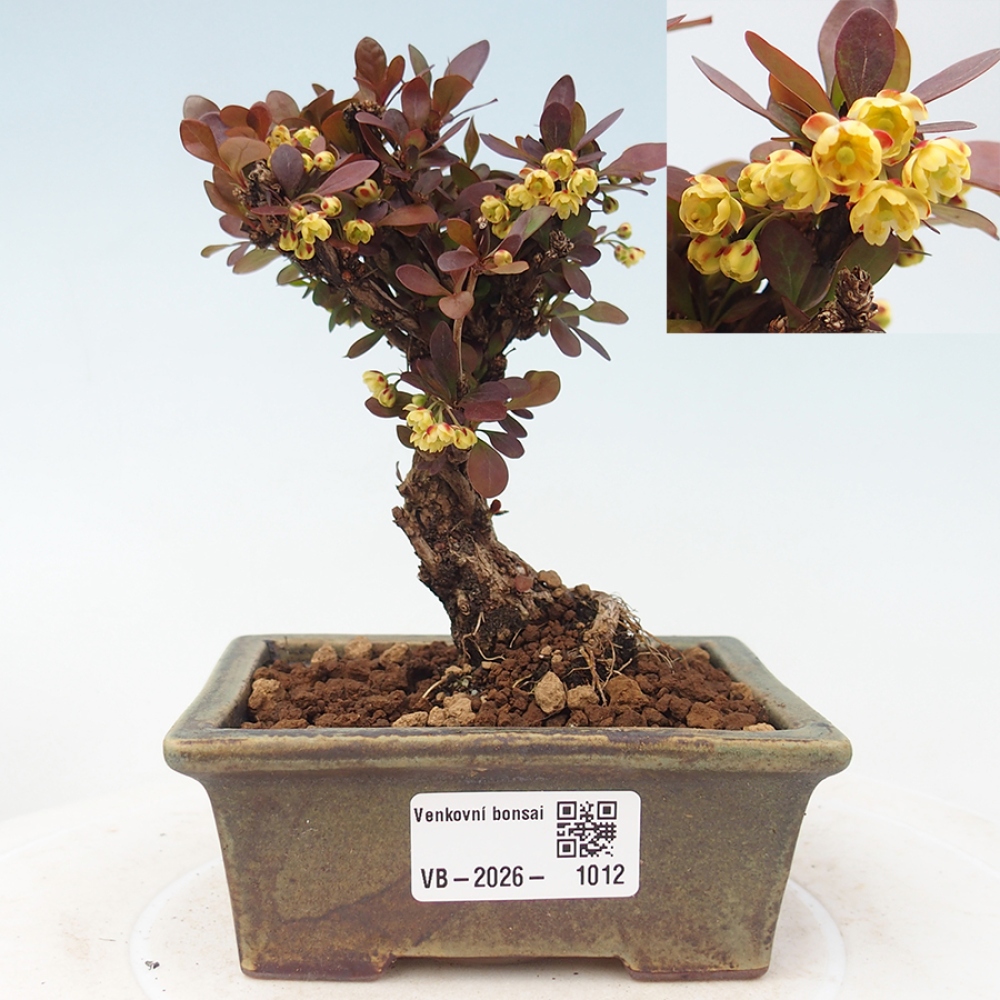 Outdoor bonsai - Berberis Thunbergii Bagatelle
