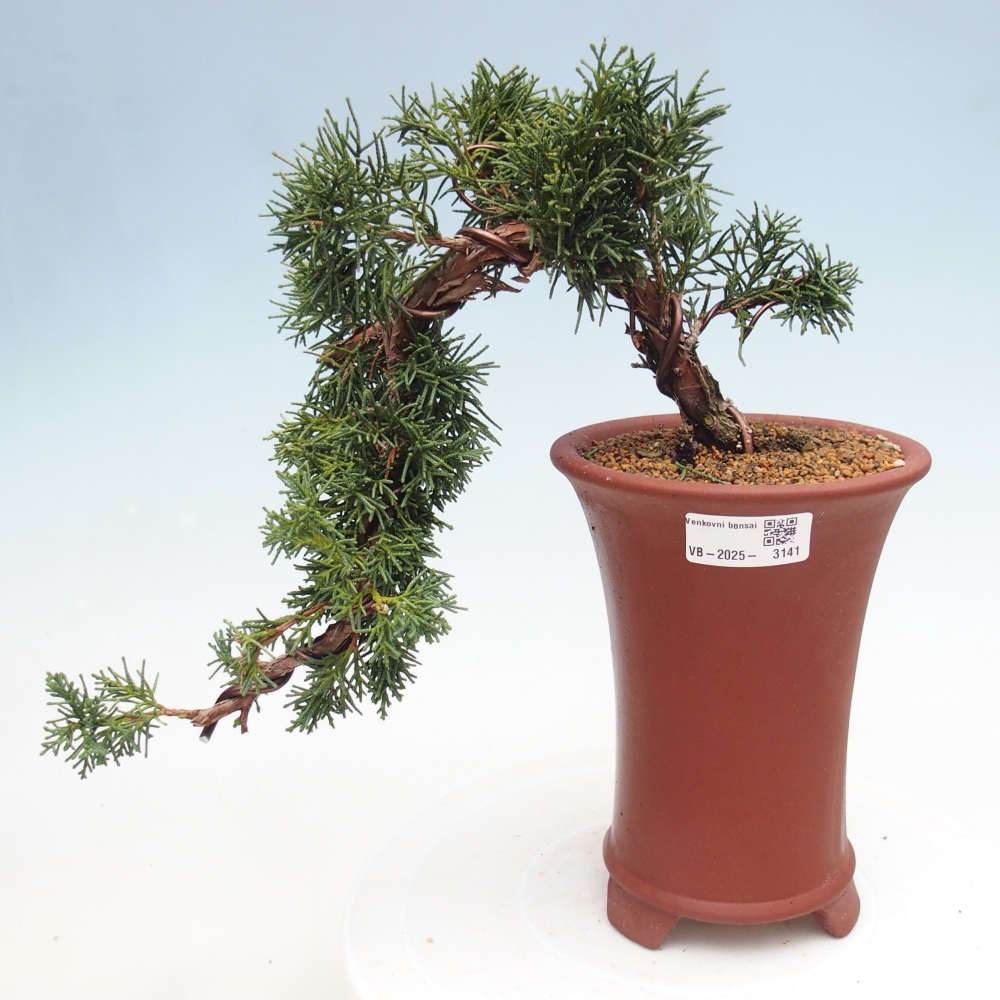 Outdoor bonsai - Juniperus chinensis Kishu - Chinese Juniper
