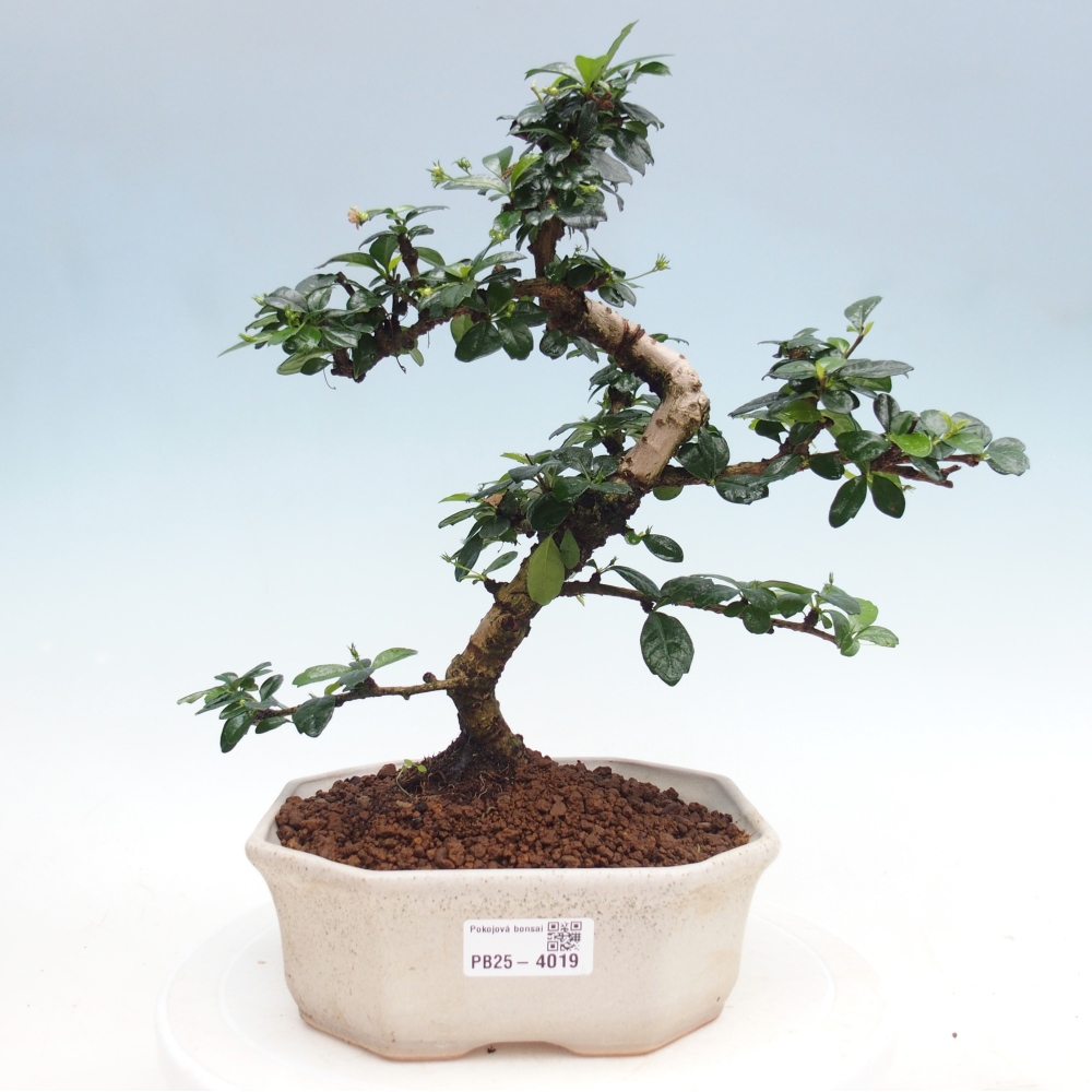 Room bonsai - Carmona macrophylla - Tea fuki