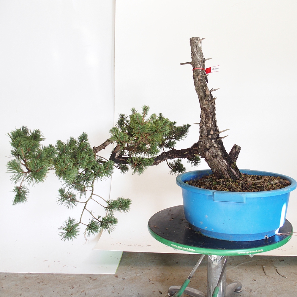 Yamadori - Pinus sylvestris Spain