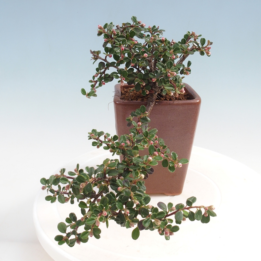 Outdoor bonsai - Cotoneaster horizontalis - Rock tree