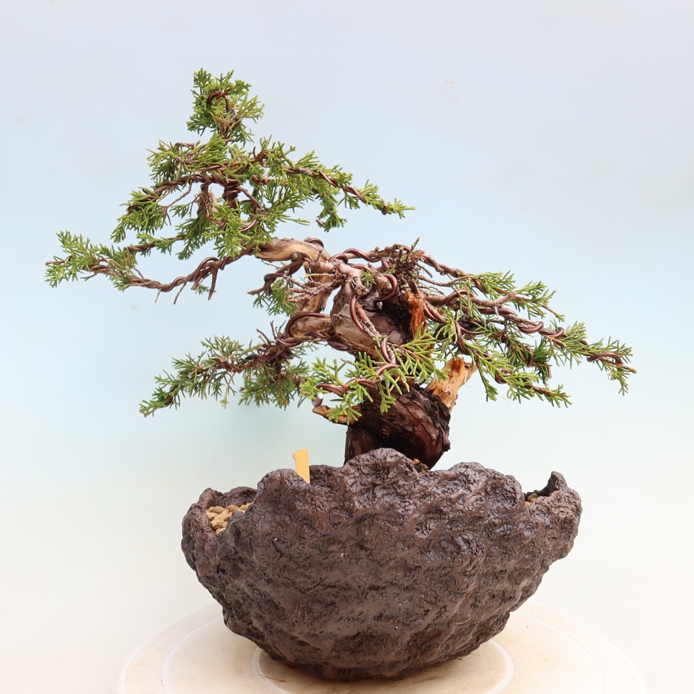 Outdoor Bonsai - Juniperus chinensis Itoigawa - Chinese Juniper