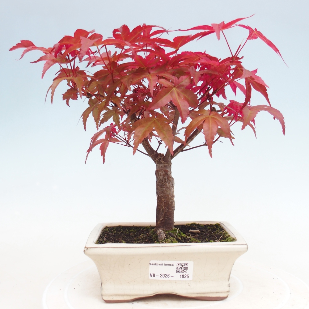 Outdoor bonsai - Acer palmatum DESHOJO
