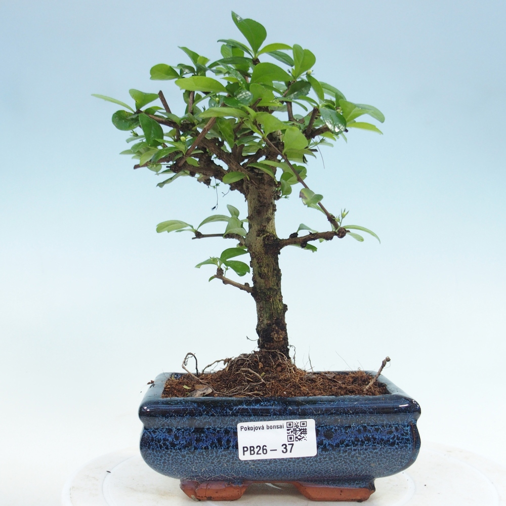 Room bonsai - Carmona macrophylla - Tea fuki