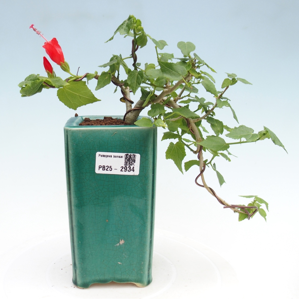 Indoor bonsai - Malvaviscus arboreus - woody hibiscus