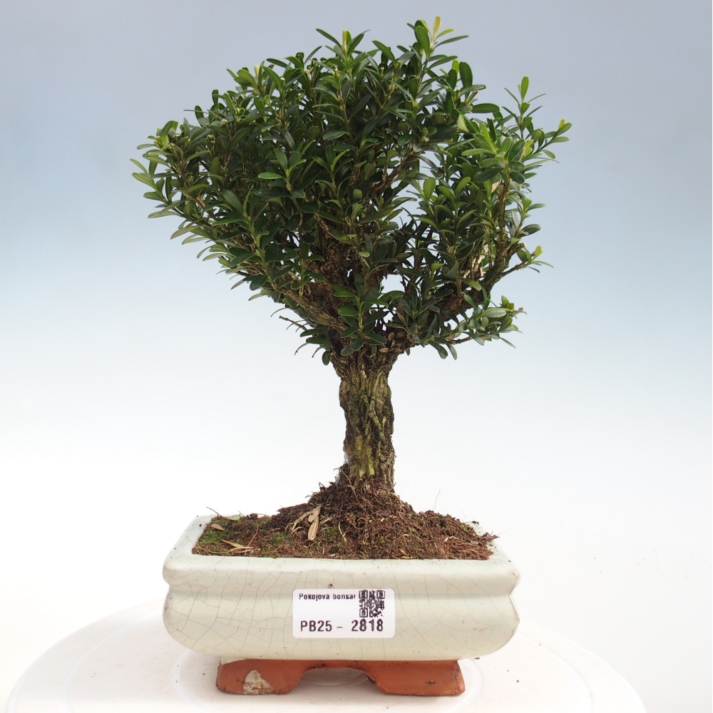 Room Bonsai - Buxus harlandii - Cork boxwood