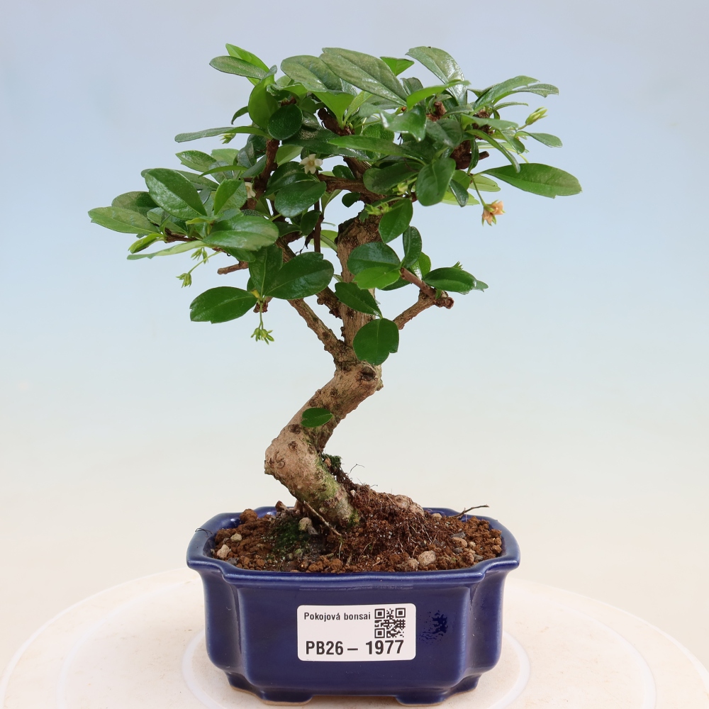 Room bonsai - Carmona macrophylla - Tea fuki