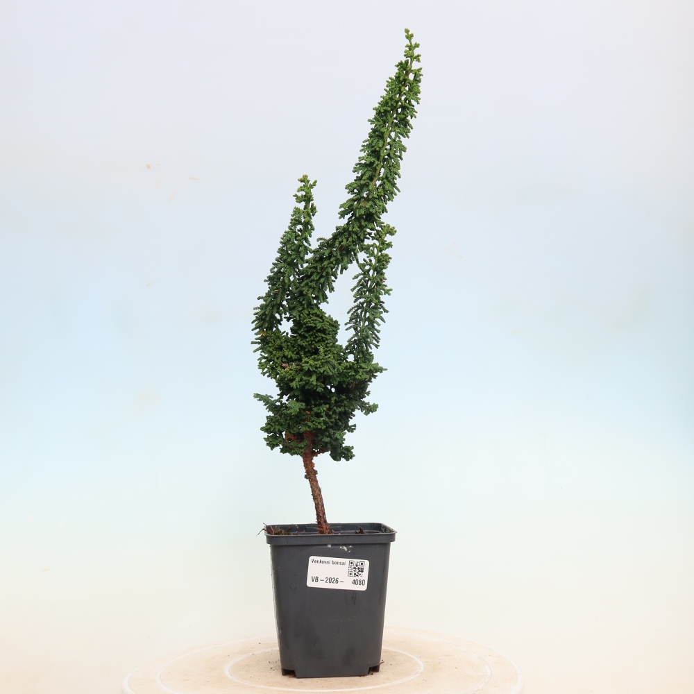 Outdoor bonsai - Cham. obtusa SEKKA HINOKI - Cypress