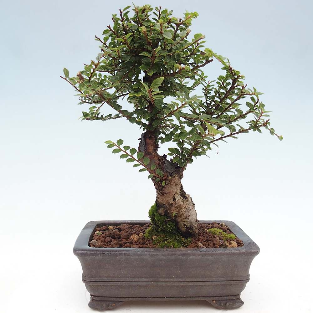 Outdoor bonsai - Ulmus parvifolia Hokkaido - Chinese elm