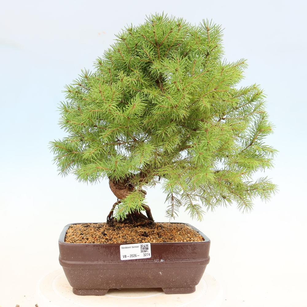 Outdoor bonsai - Spruce - Picea glauca globe