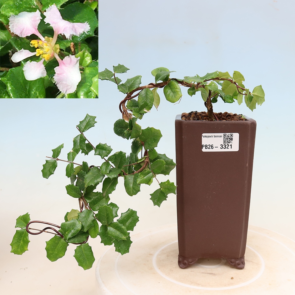 Indoor Bonsai - Barbados Cherry (Malpighia coccigera)