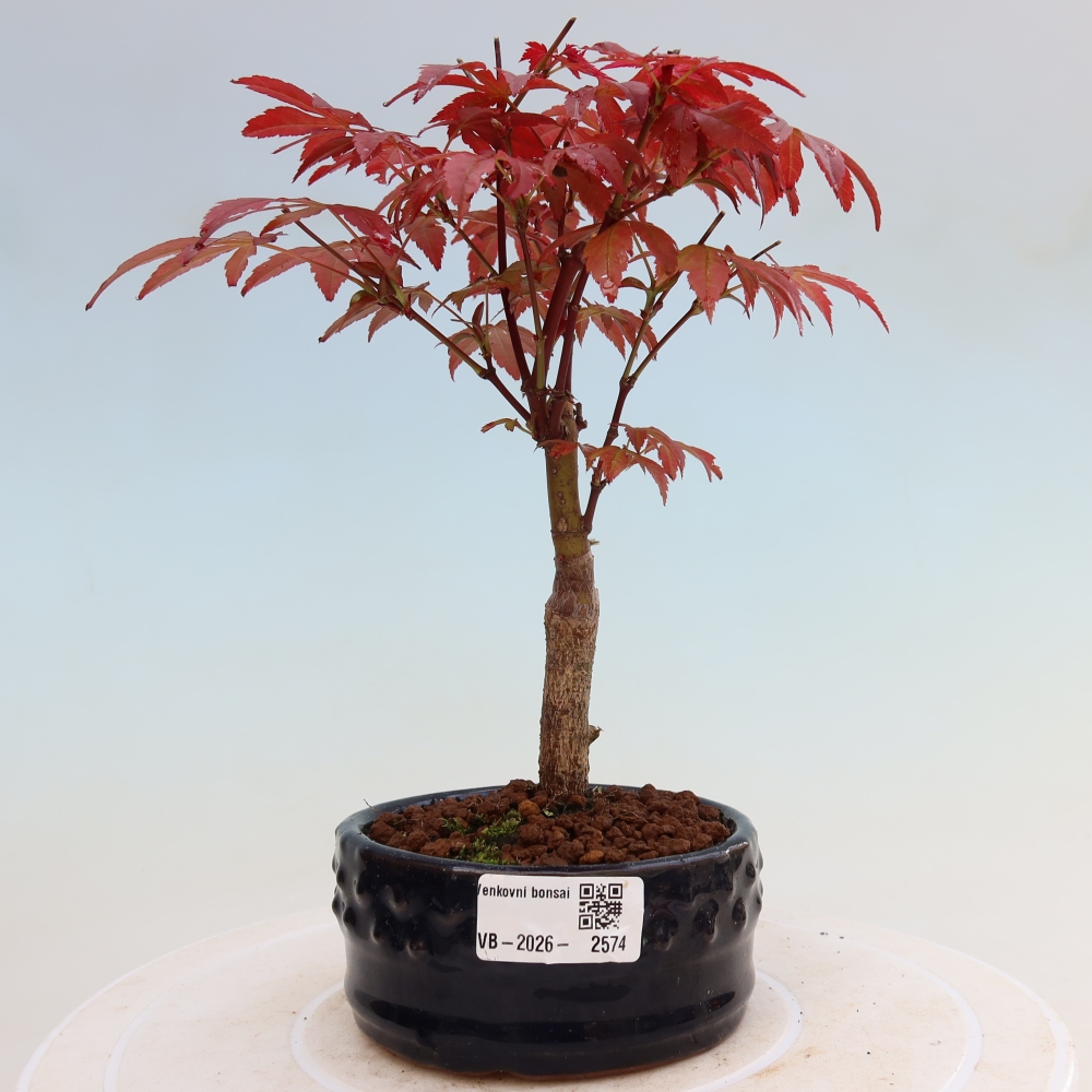 Outdoor bonsai - Acer palm. Atropurpureum-Javor palmate