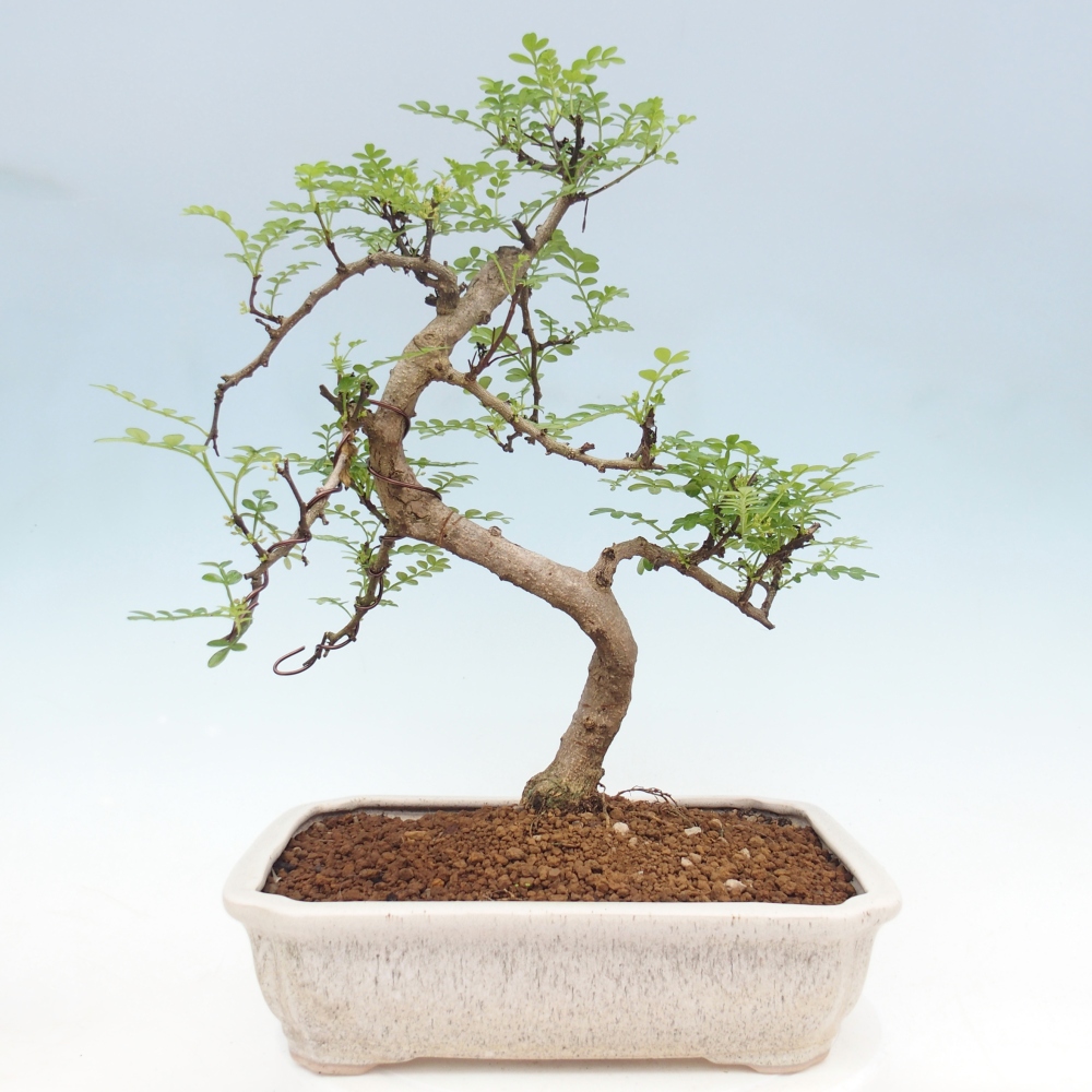 Room bonsai - Zantoxylum piperitum - pepper tree