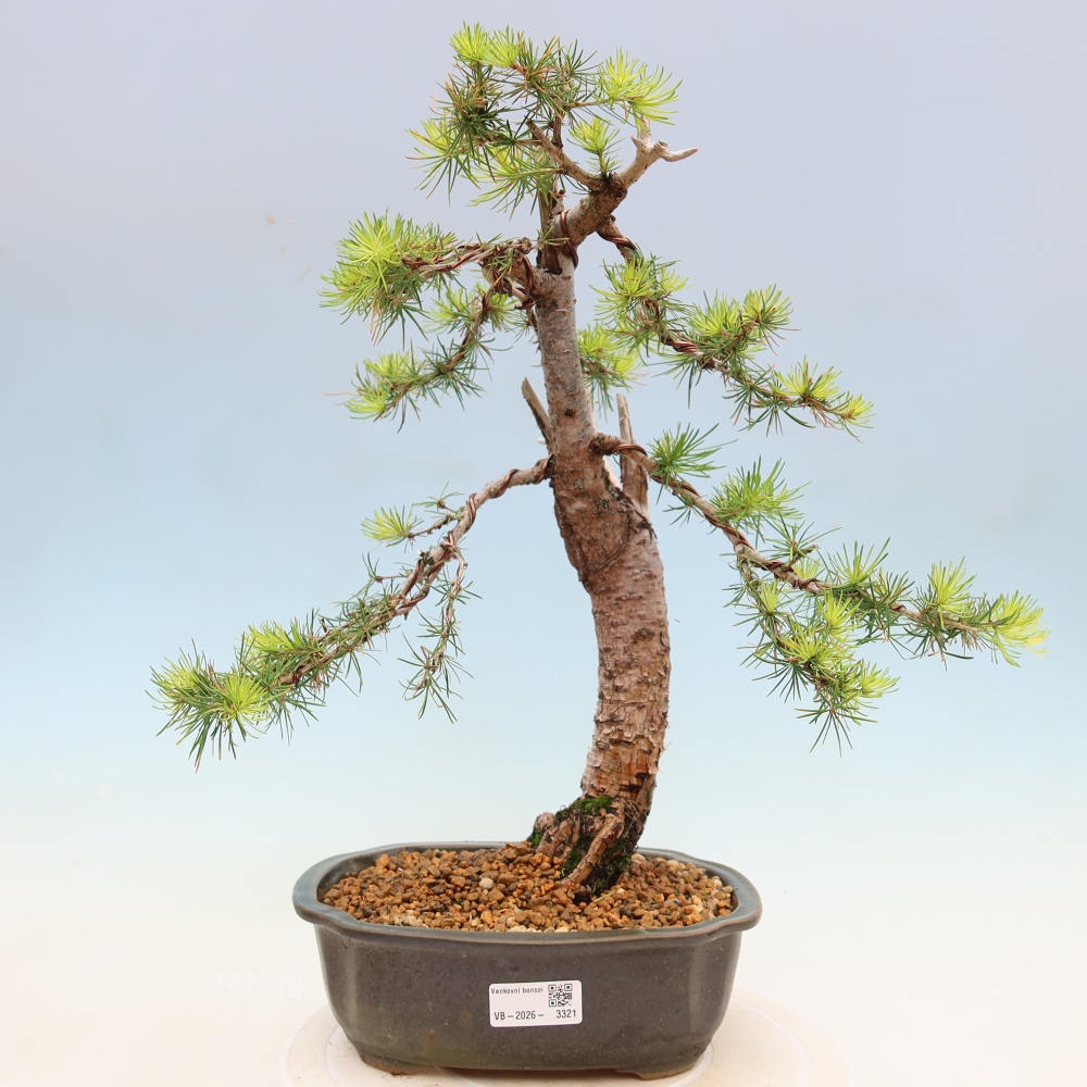 Outdoor bonsai -Larix decidua - Larch