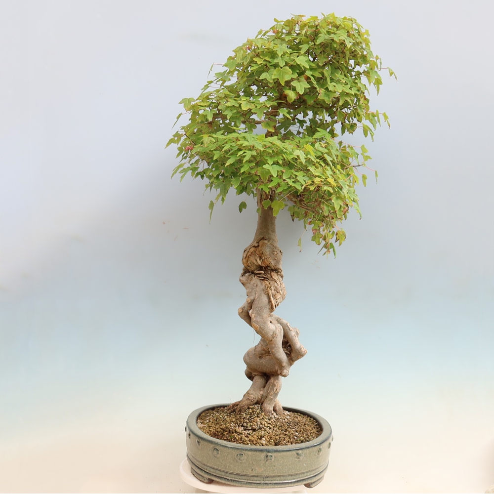 Outdoor bonsai - Acer Buergerianum - Burger Maple
