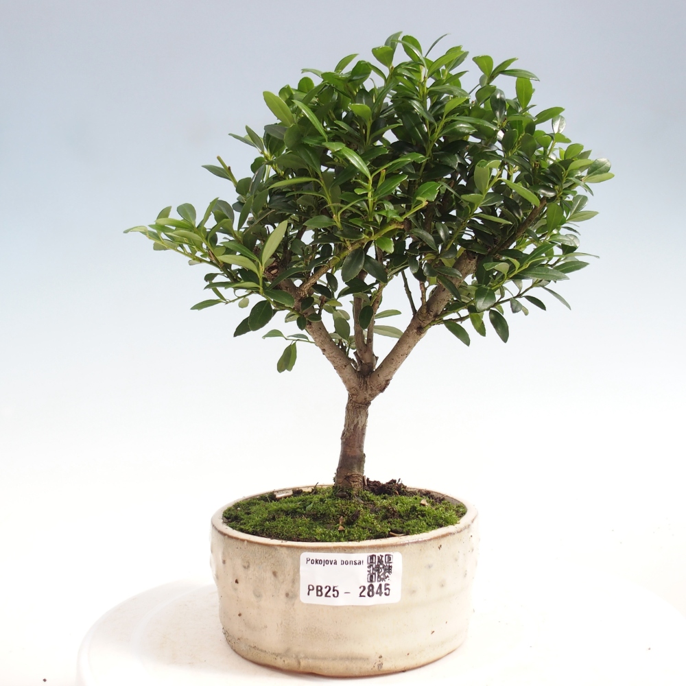 Indoor bonsai - Ilex crenata - Holly