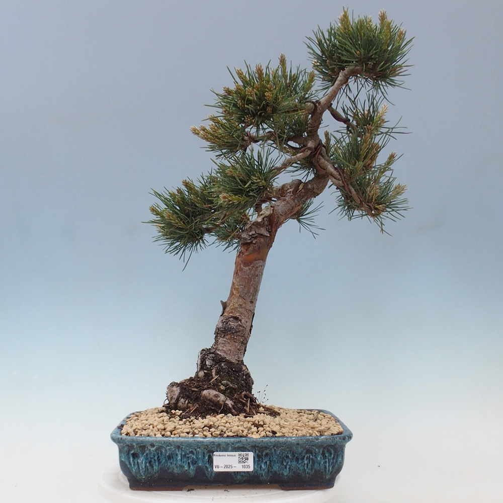 Outdoor bonsai - Pinus Sylvestris - Scots pine