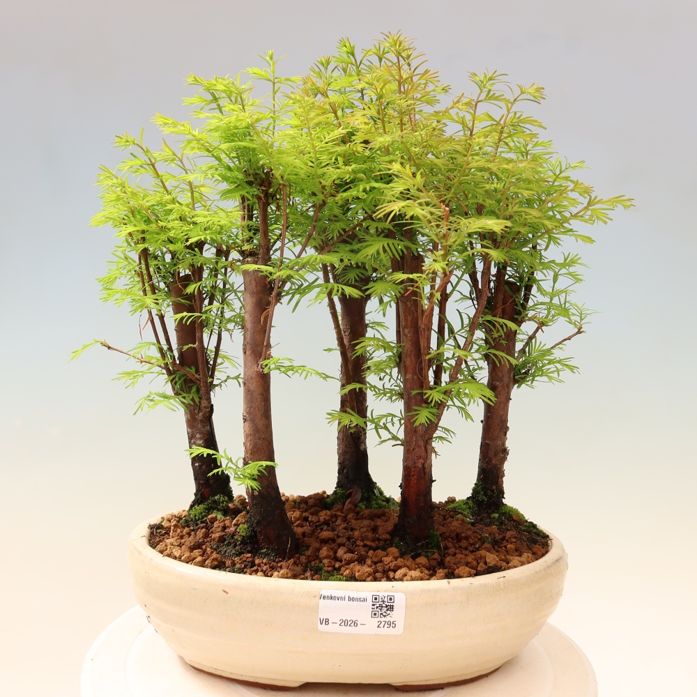 Outdoor Bonsai - Metasequoia glyptostroboides - Chinese Metasequoia - Grove