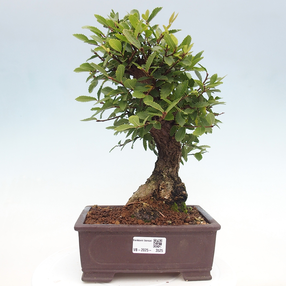 Outdoor bonsai - Zelkova - Zelkova serrata