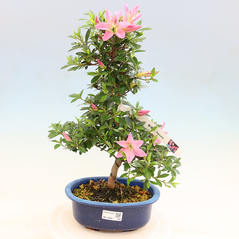 Outdoor bonsai - Japanese Azalea - Azalea Nasuno