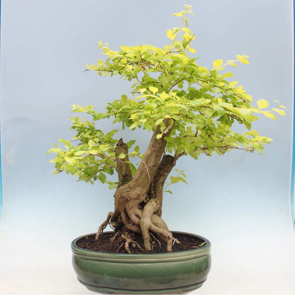 Room bonsai - Duranta erecta Aurea - PERSONAL COLLECTION ONLY or pallet transport