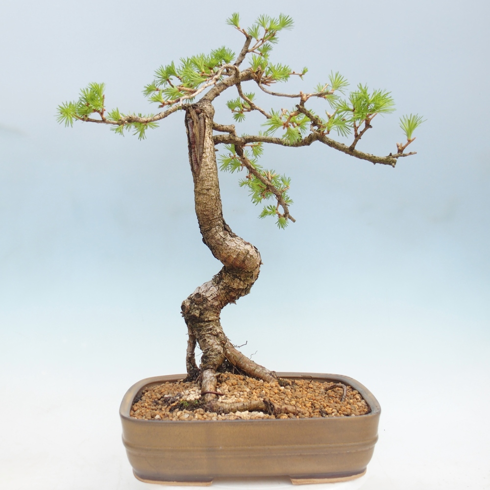 Outdoor bonsai -Larix decidua - Larch
