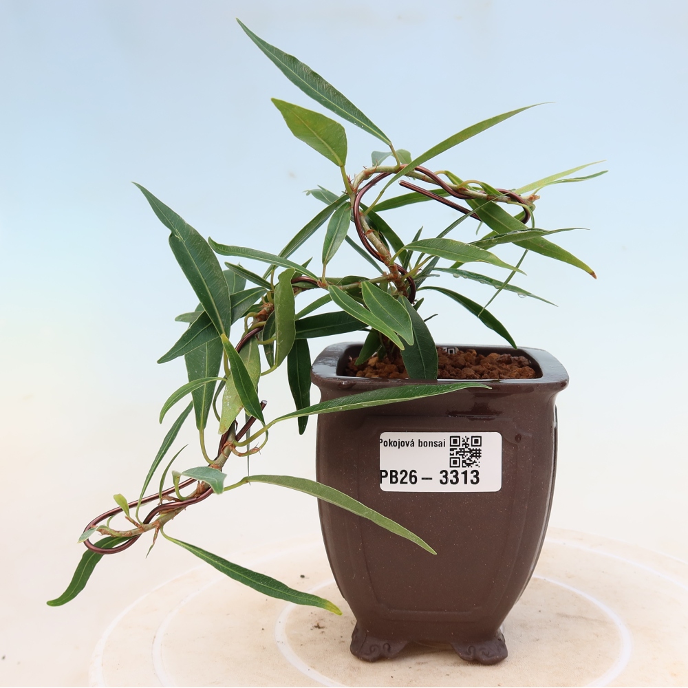 Room bonsai - Ficus nerifolia - small-leaved ficus