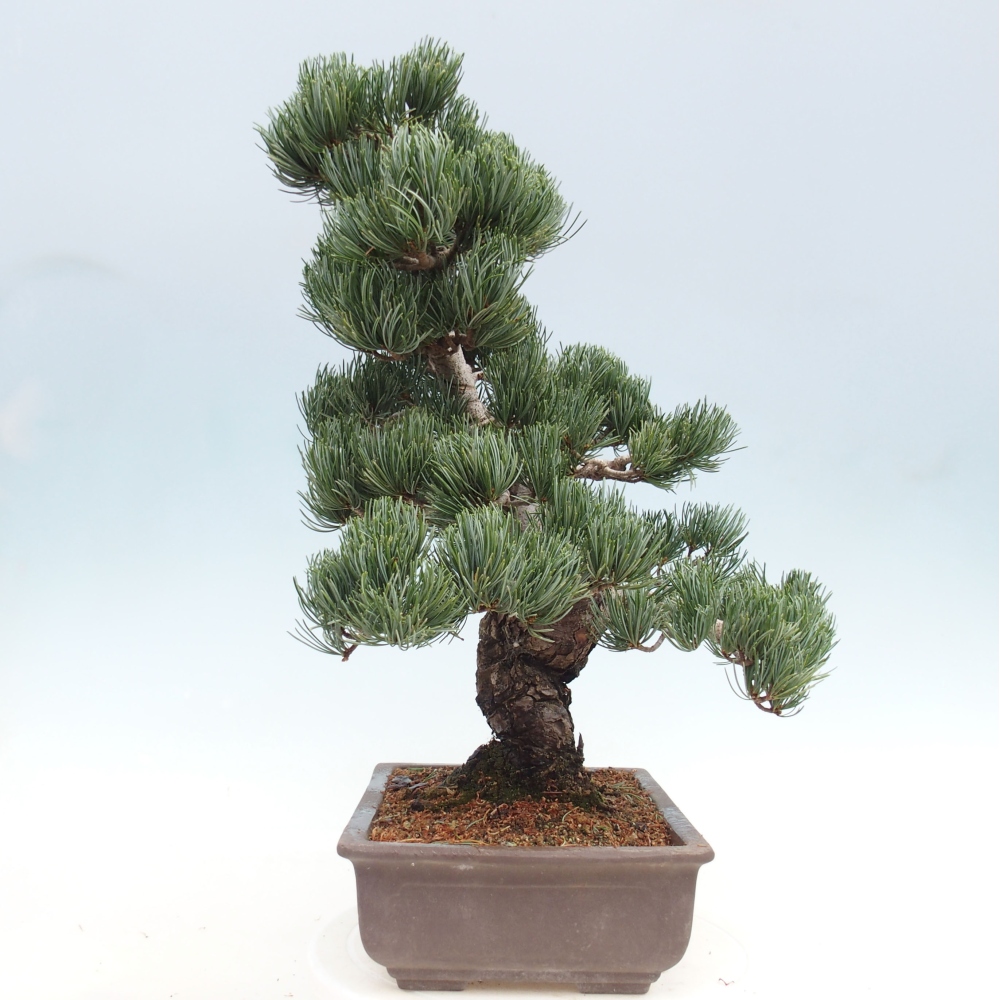 Outdoor bonsai - Pinus parviflora - Small pine tree