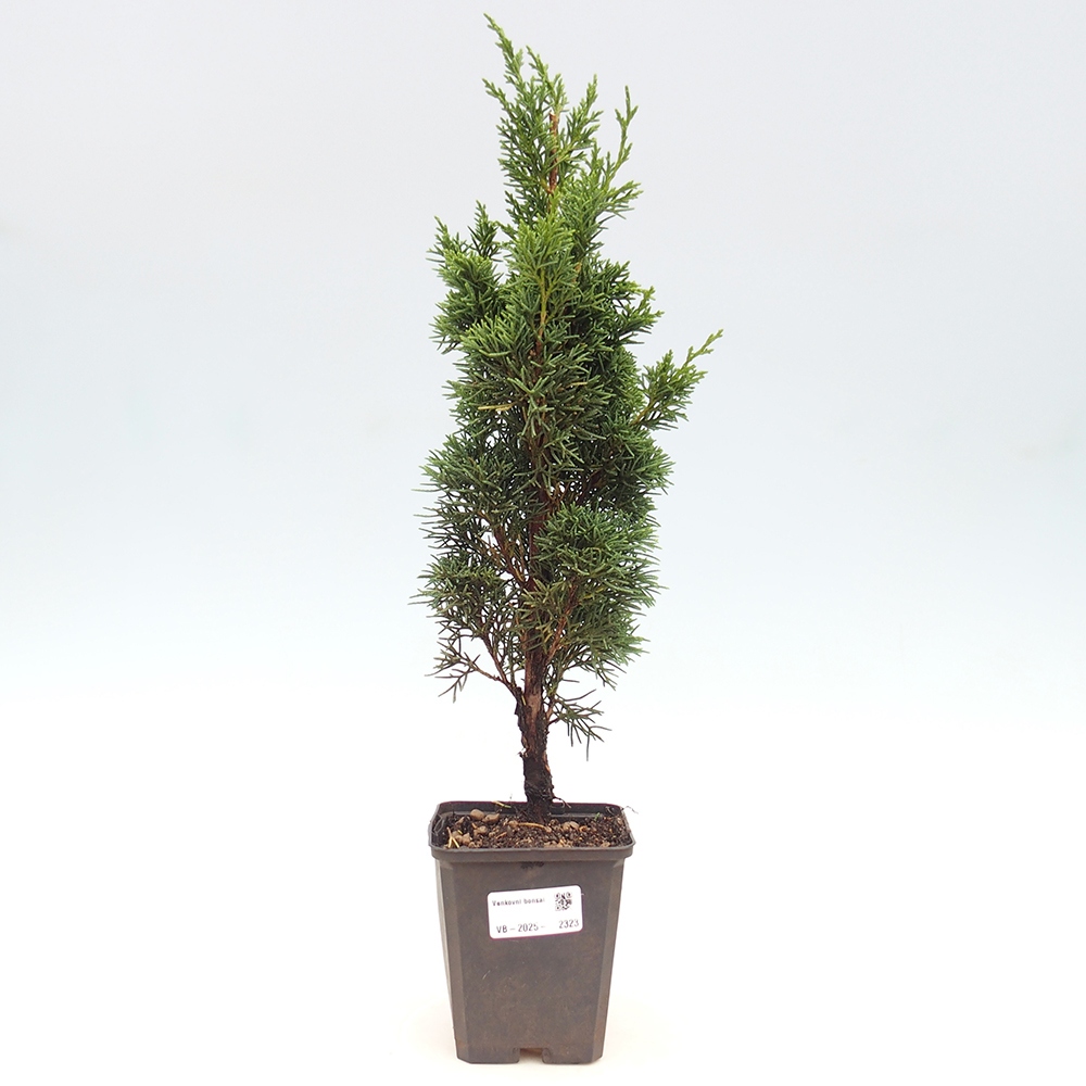Outdoor bonsai - Juniperus chinensis Kishu - Chinese juniper