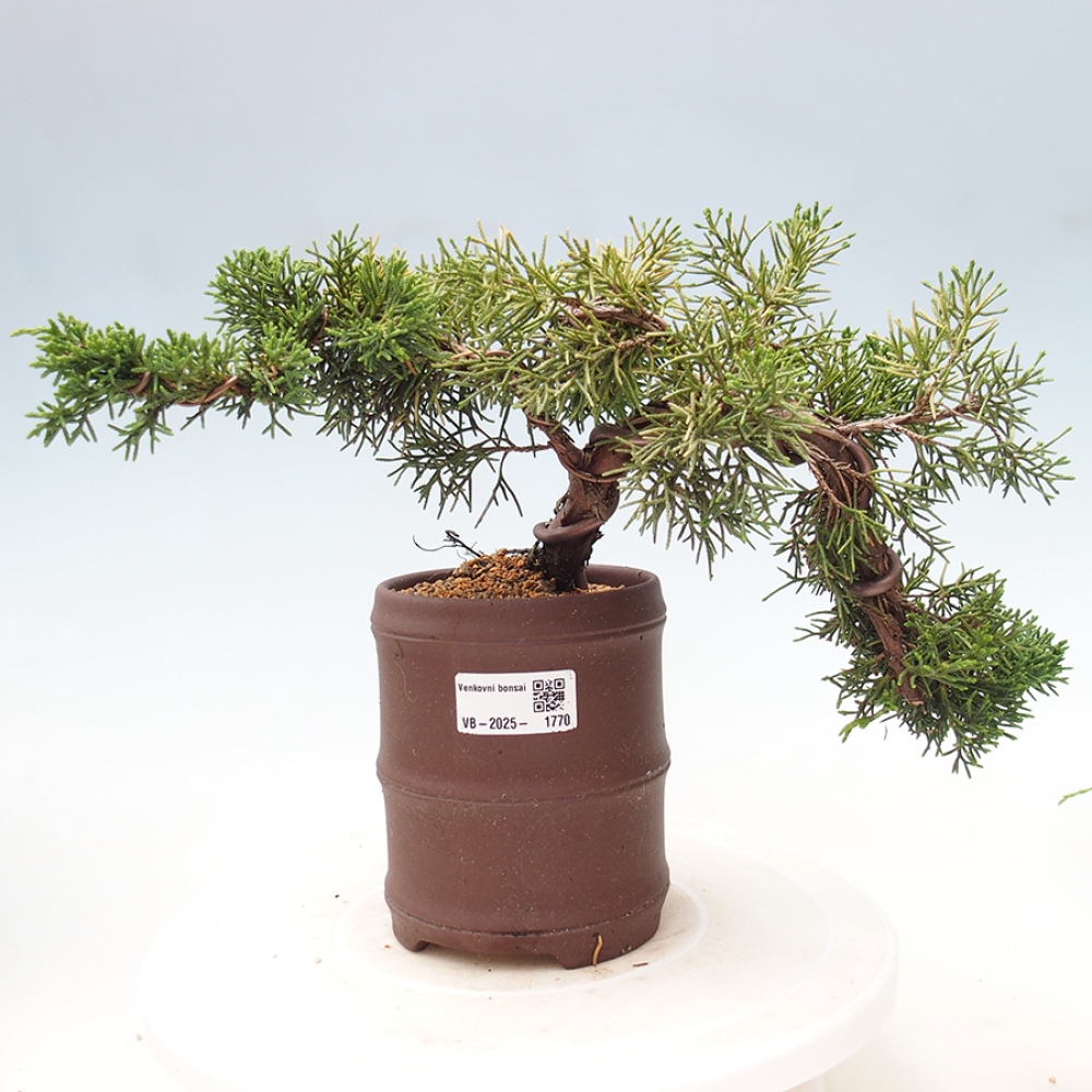 Outdoor bonsai - Juniperus chinensis Kishu - Chinese Juniper