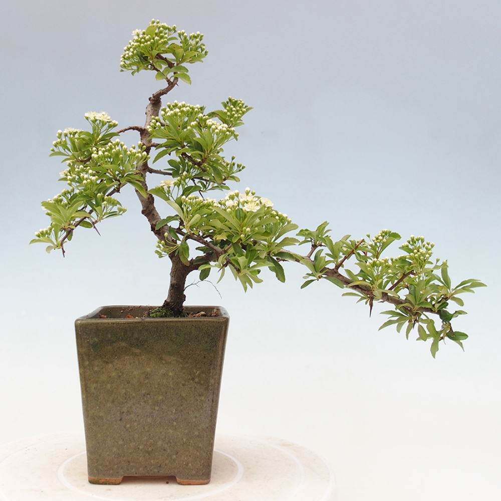Outdoor Bonsai-Pyracanta Teton -Bakery