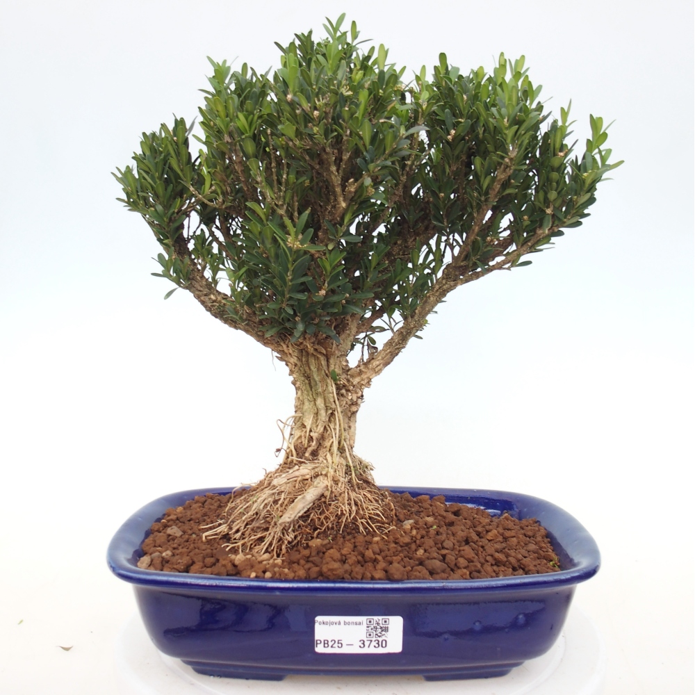 Room bonsai - Buxus harlandii - cork buxus