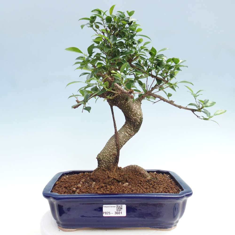 Room bonsai - Ficus kimmen - small-leaved ficus