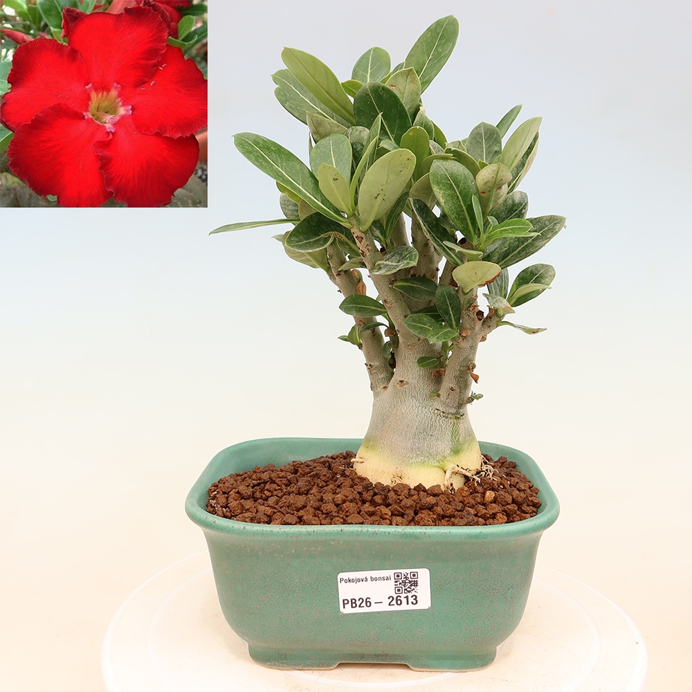 Indoor Bonsai - Adenium obesum Red Star - Desert Rose