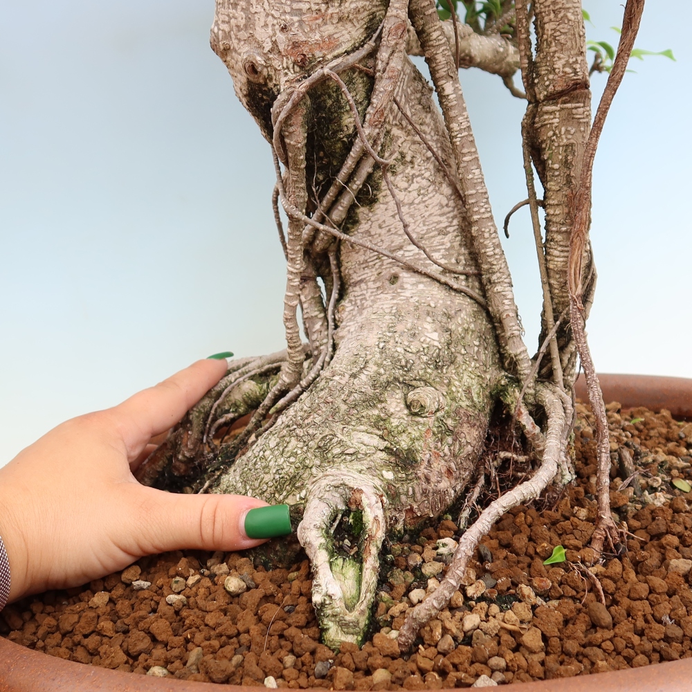 Room bonsai - Ficus kimmen - small-leaved ficus
