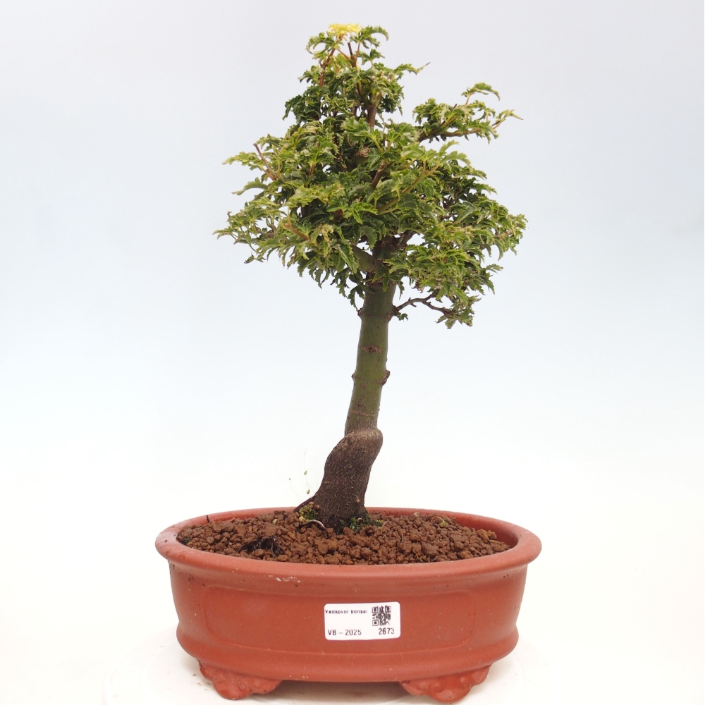 Outdoor bonsai - Acer palmatum Shishigashira maple