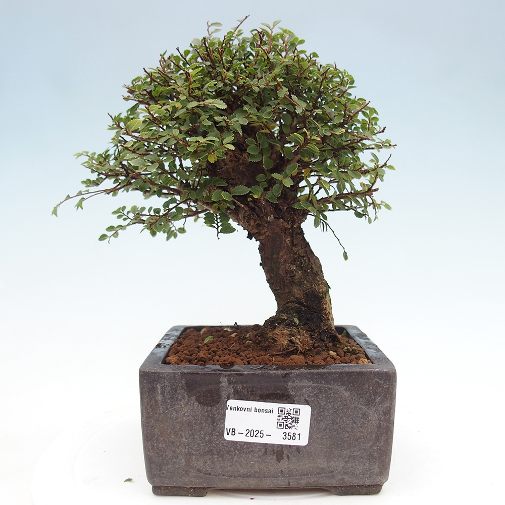 Outdoor bonsai - Ulmus parvifolia Hokkaido - Chinese elm