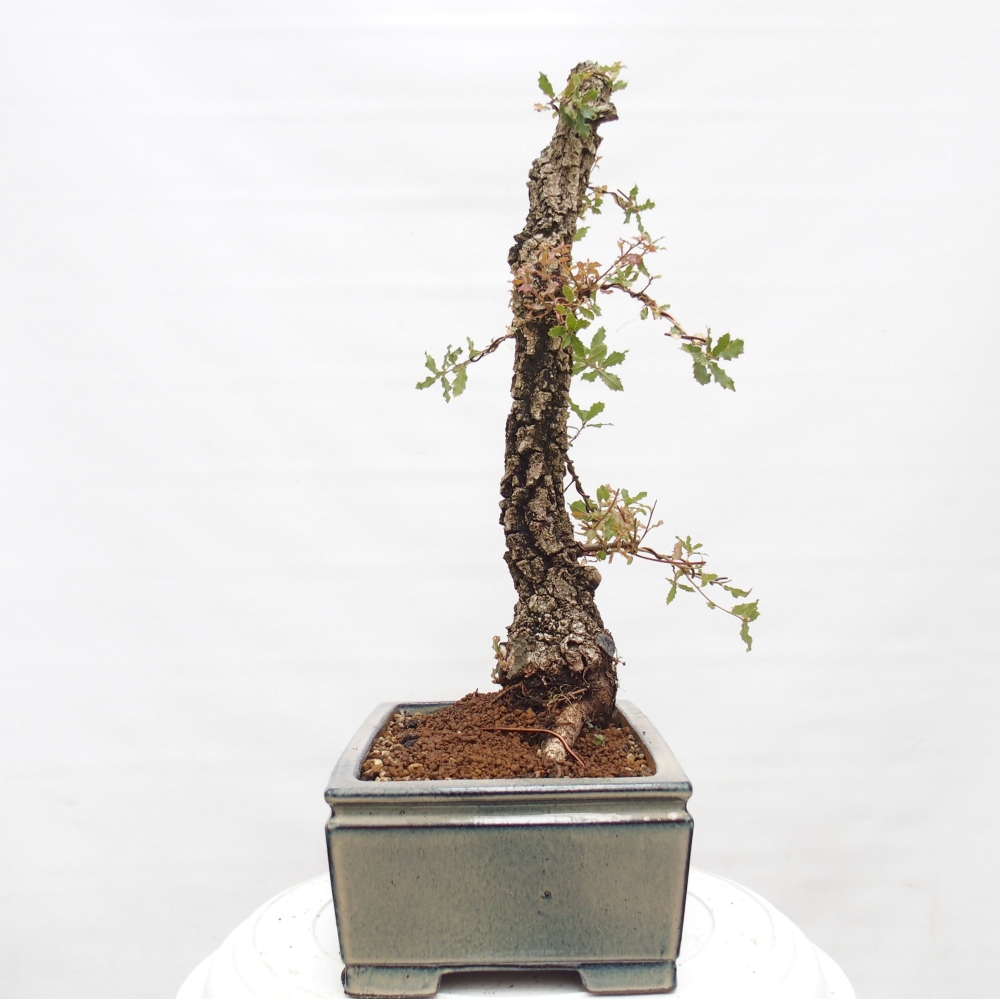 Yamadori - Quercus Ilex - Oak holly