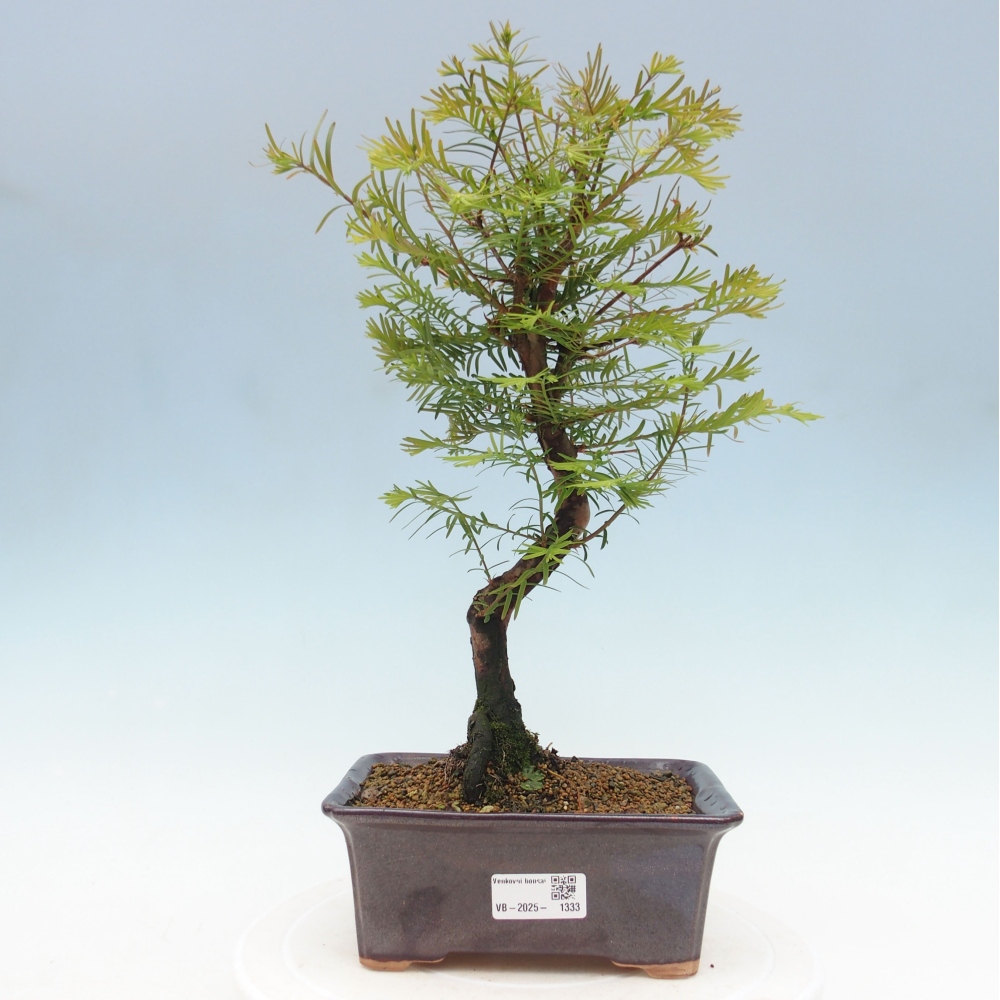 Outdoor bonsai - Metasequoia glyptostroboides - Chinese Metasequoia