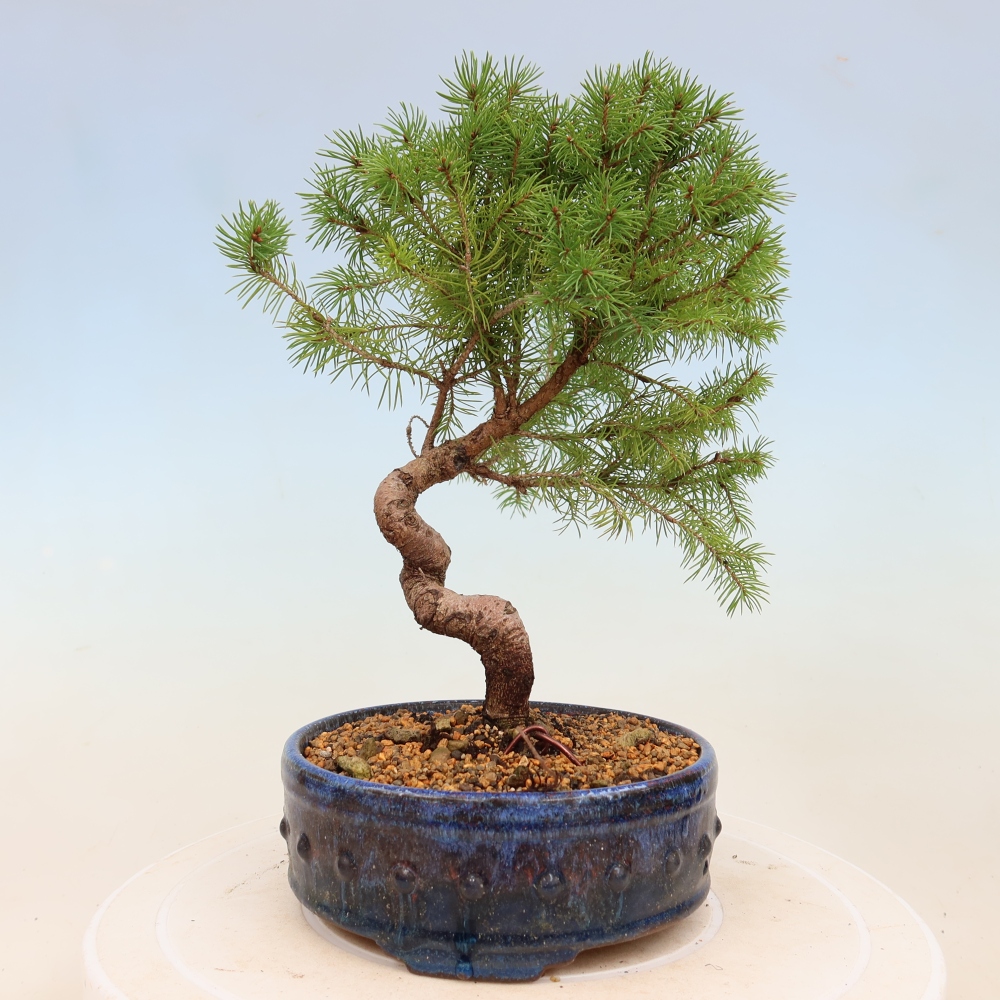 Outdoor bonsai - Spruce - Picea glauca globe