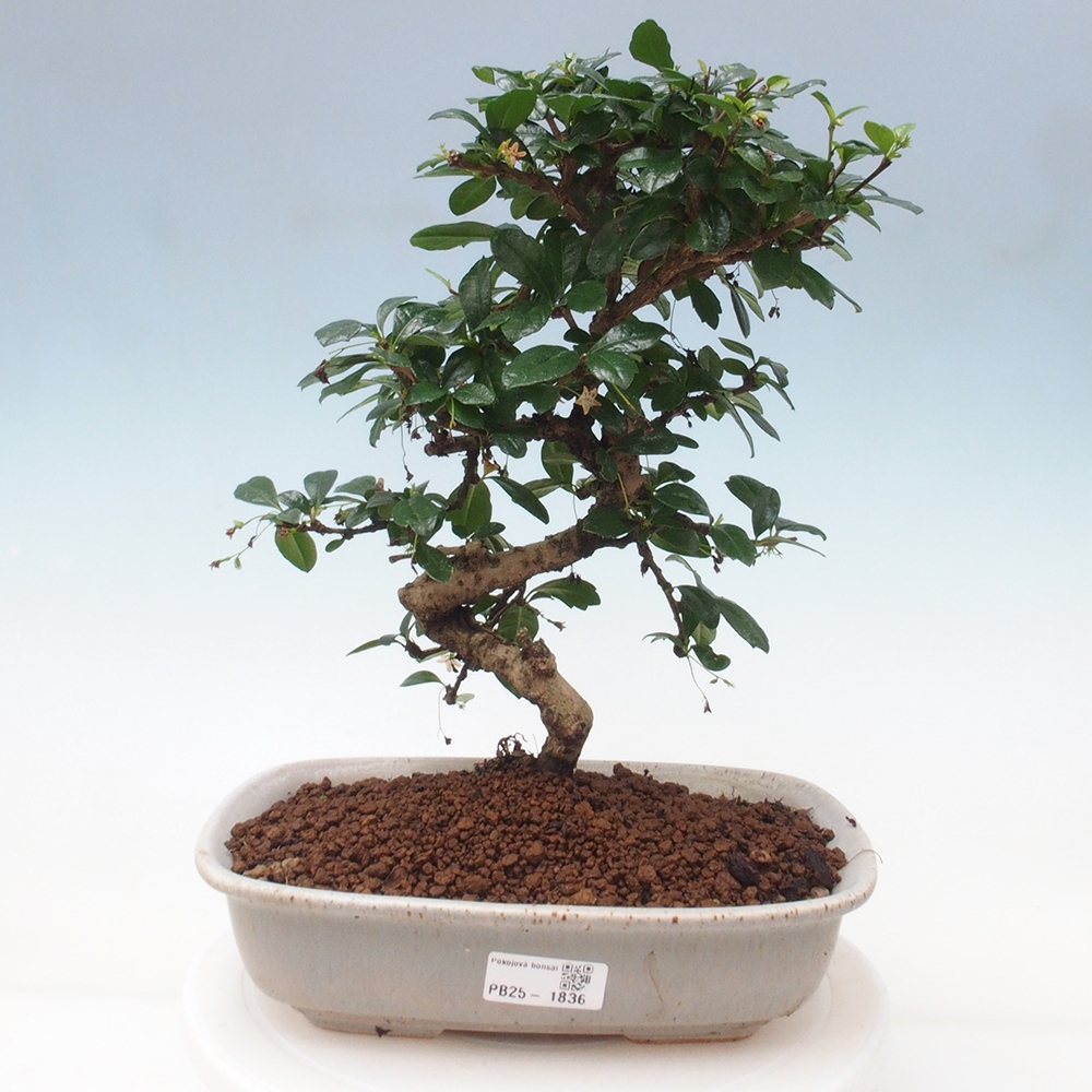 Room bonsai - Carmona macrophylla - Tea fuki