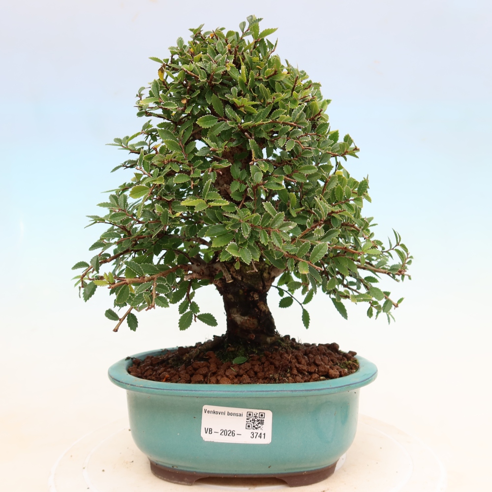 Outdoor bonsai - Zelkova - Zelkova NIRE