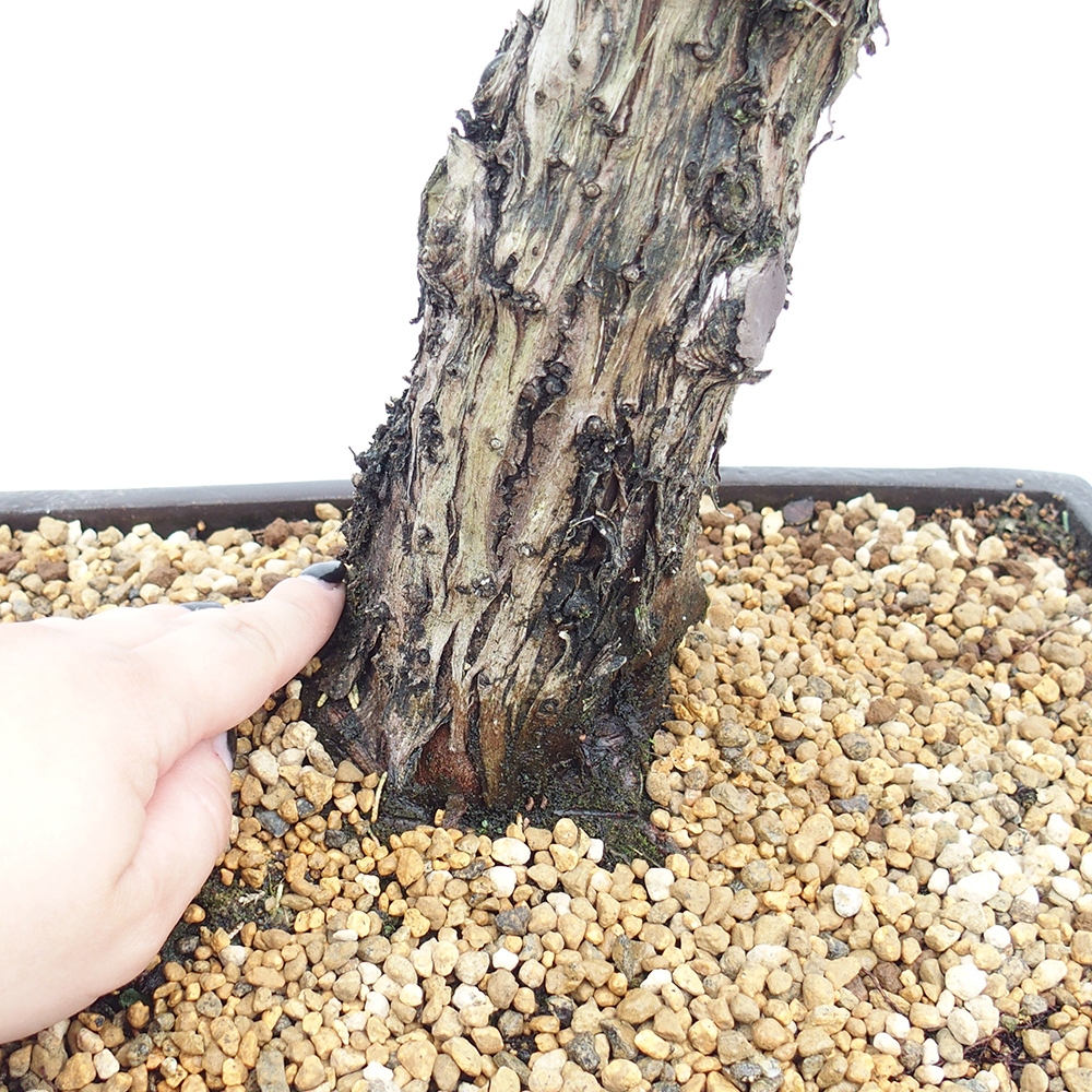 Outdoor bonsai - Juniperus chinensis  - Chinese  juniper