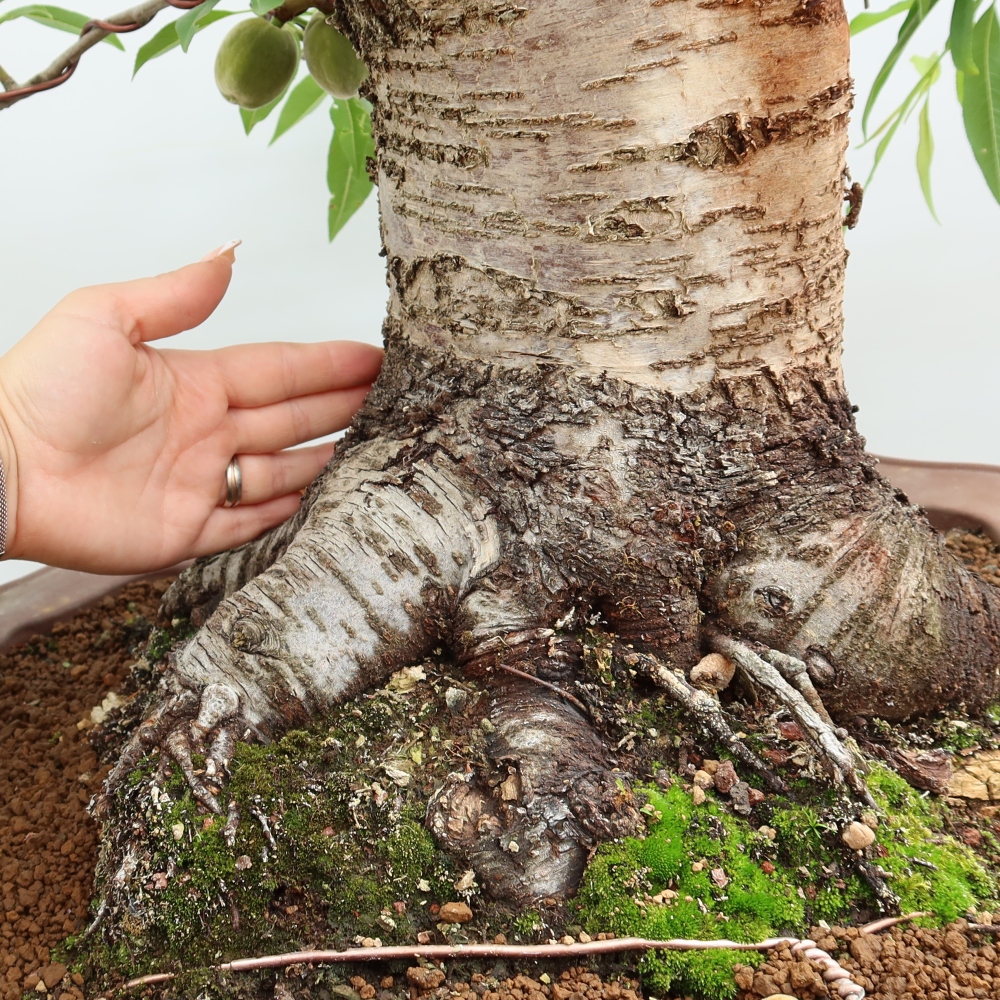 Outdoor Bonsai - Prunus dulcis – Common Almond