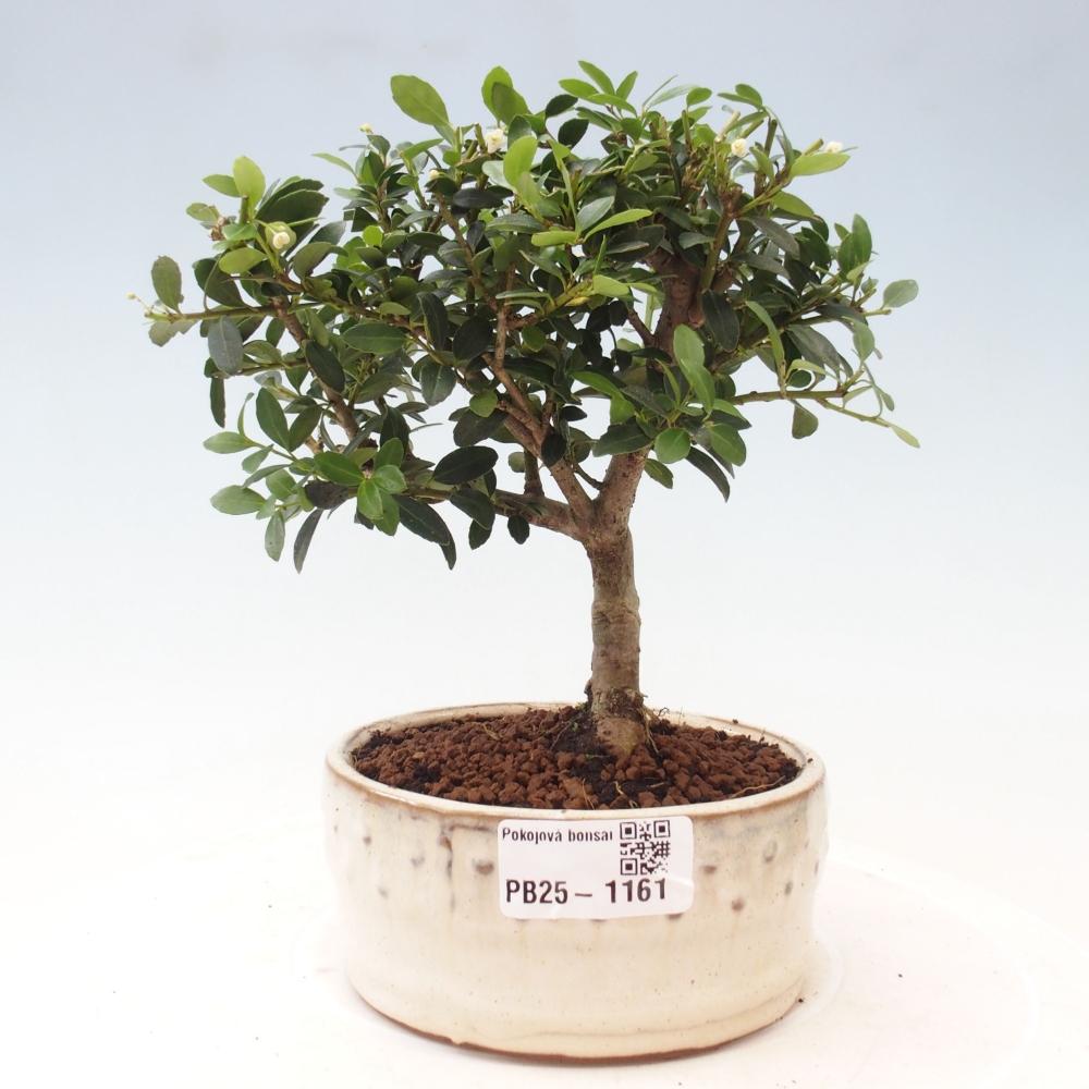 Indoor bonsai - Ilex crenata - Holly