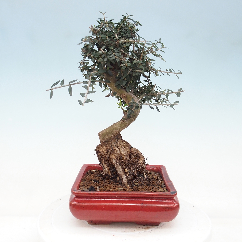 Indoor bonsai - Olea europaea sylvestris