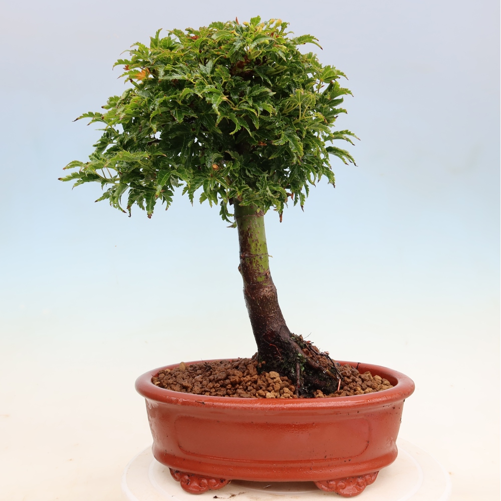 Outdoor bonsai -Javor palm Acer palmatum Shishigashira