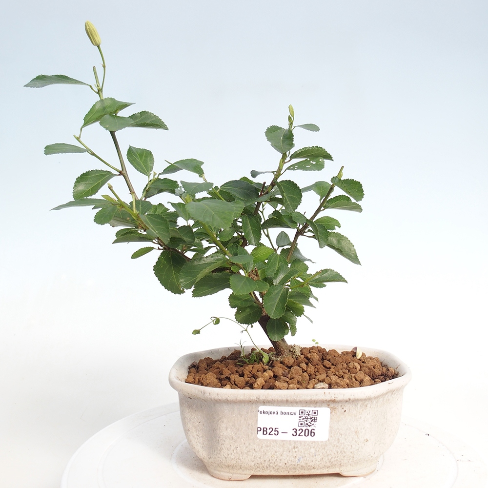 Indoor bonsai - Grewia occidentalis - Lavender star
