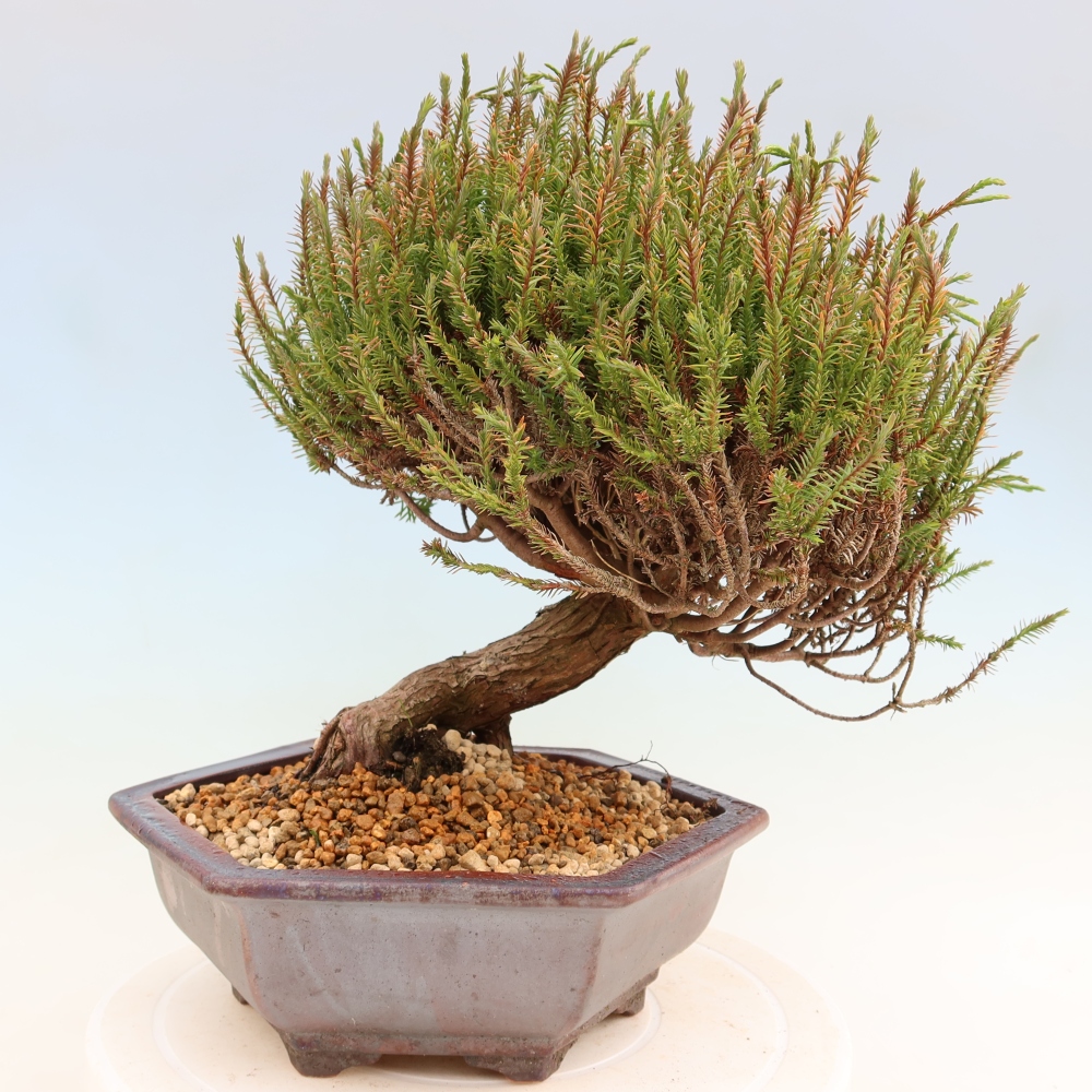 Outdoor Bonsai - Cryptomeria - Cryptomeria