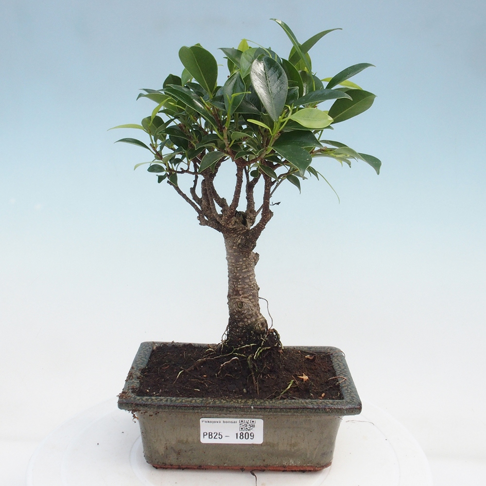 Indoor bonsai - Ficus retusa - small-leaved ficus